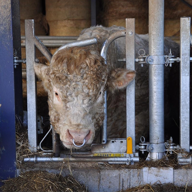 Schwedenfressgitter für Großvieh mit Hörnern – Bild 3