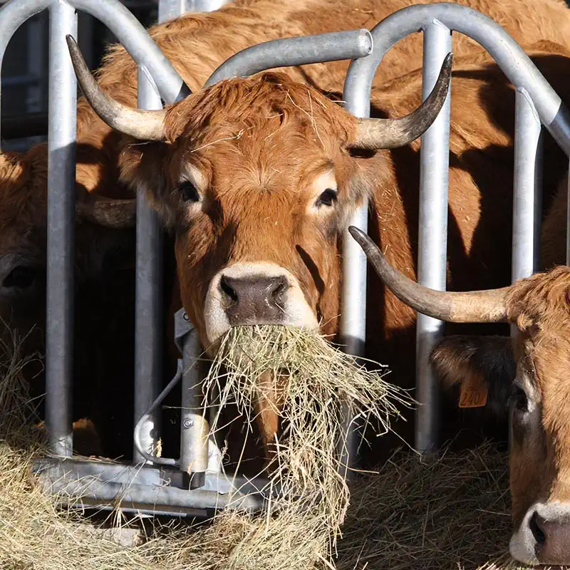 Schwedenfressgitter für Großvieh mit Hörnern – Bild 4