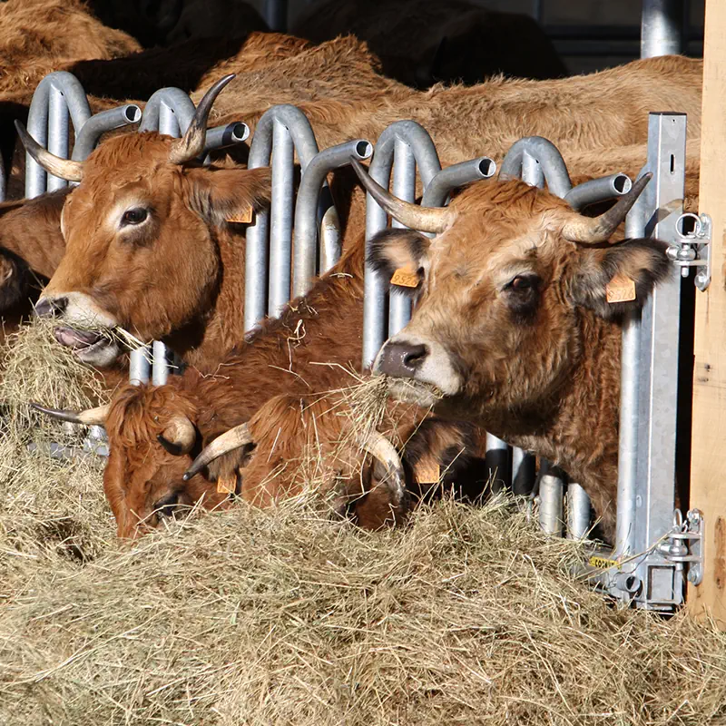Schwedenfressgitter für Großvieh mit Hörnern – Bild 2
